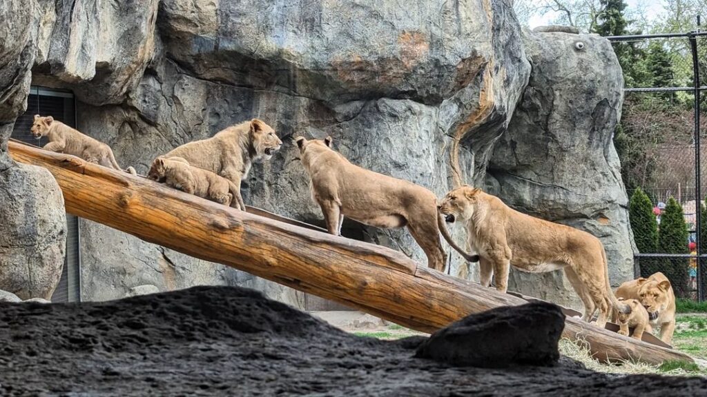 Things to Do in Chicago: 10 Must-See Places You Can’t Miss –