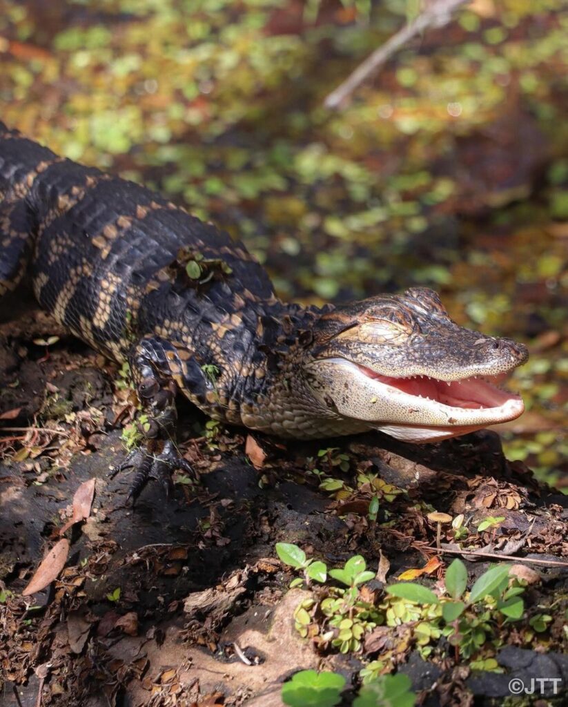 Things to Do in Tampa: 10 Must-See Attractions & Hidden Gems –