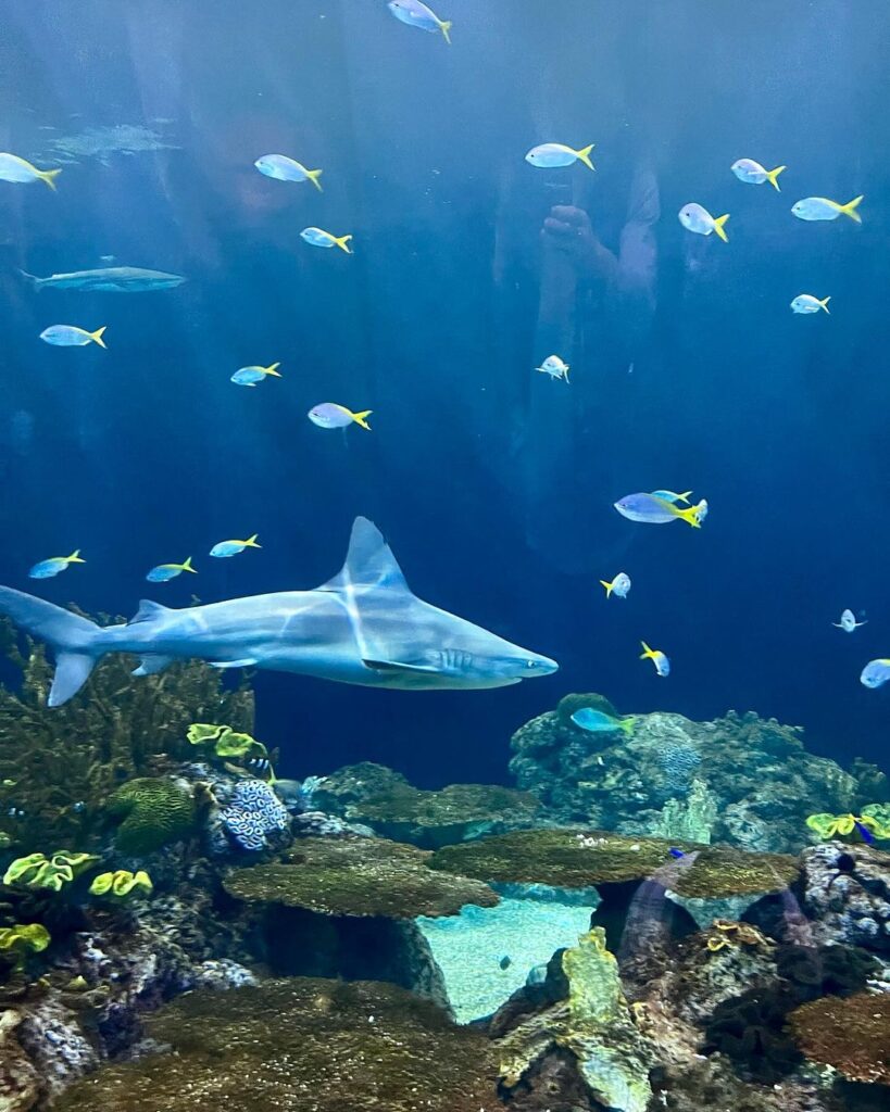 Things to Do in Chicago: 10 Must-See Places You Can’t Miss –