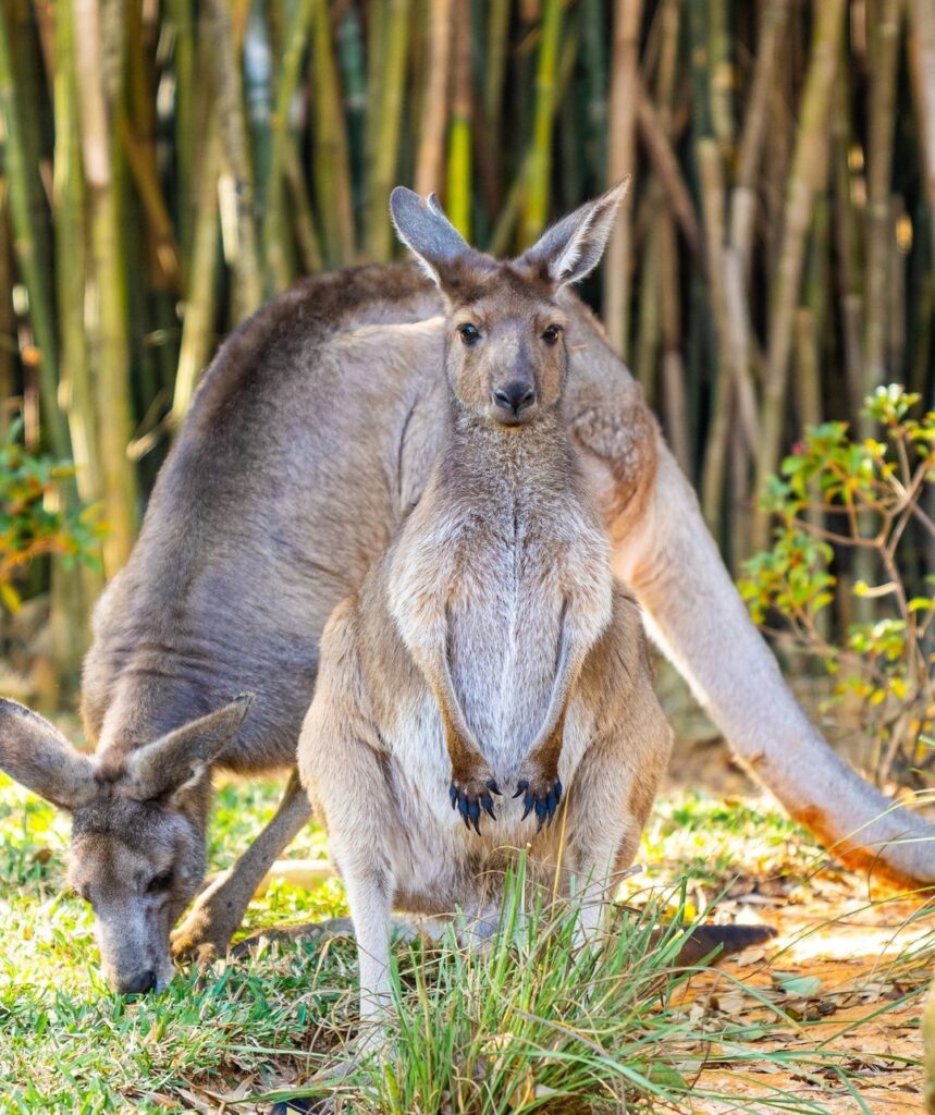 Things to Do in Tampa: 10 Must-See Attractions & Hidden Gems –