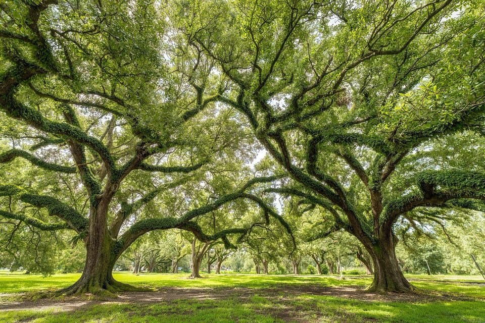 Things to Do in New Orleans: 10 Must-See Places You Can’t Miss –