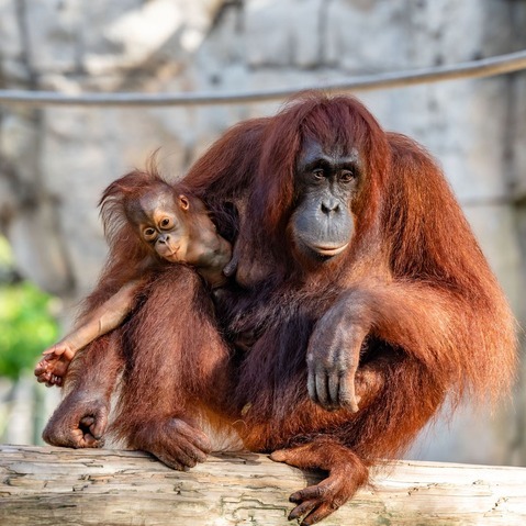 Things to Do in Tampa: 10 Must-See Attractions & Hidden Gems –