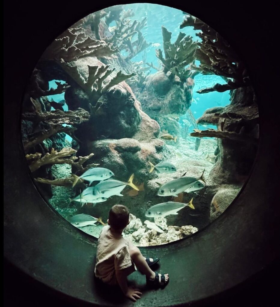 Things to Do in Tampa: 10 Must-See Attractions & Hidden Gems –