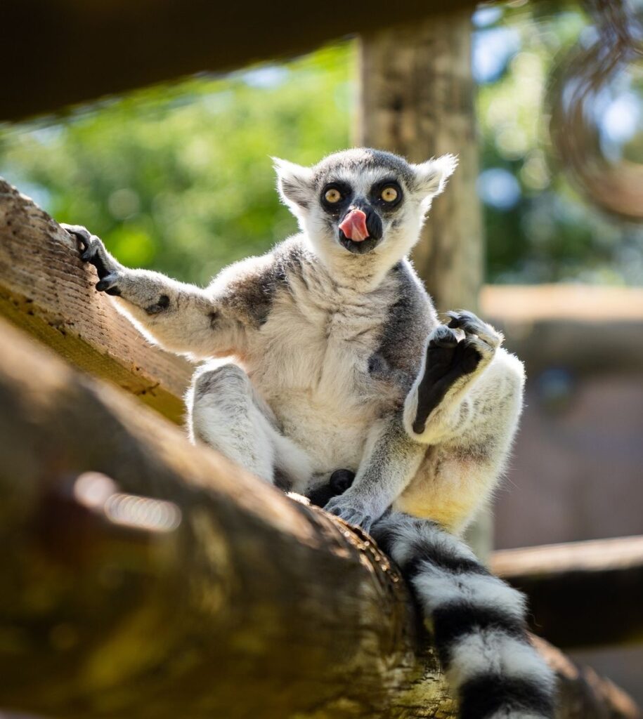 Things to Do in Tampa: 10 Must-See Attractions & Hidden Gems –