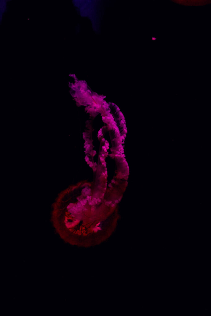 Things to Do in Atlanta: 10 Must-See Places –